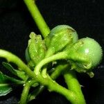 Solanum volubile
