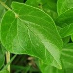 Pentarrhinum insipidum Blatt