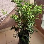 Ulmus parvifolia Vaisius