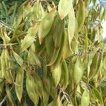 Peltophorum africanum Fruit