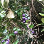 Rhaphithamnus spinosus Fruto