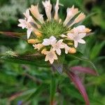 Collomia grandiflora Fiore