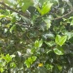 Ilex meserveae Folha