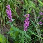 Lythrum virgatum Habitat