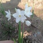 Narcissus papyraceus Floare