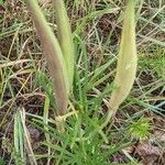 Asclepias verticillata Fruit