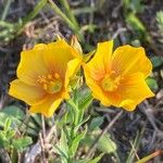 Linum rigidum Flower