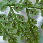 Asplenium fontanum Fruit