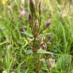 Gentianella amarella പുഷ്പം