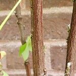 Gossypium hirsutum Bark