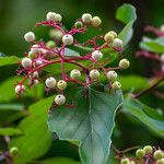 Cornus racemosa Frucht