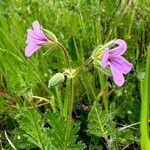 Erodium botrys Flor