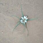 Colchicum gramineum Flower