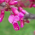 Cercis glabra