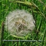 Tragopogon pratensisFlower