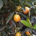 Citrus × microcarpa आदत