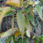 Gelsemium sempervirens Folha