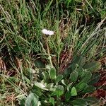 Bellis pappulosa Habit