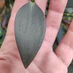 Tradescantia pallida Leaf