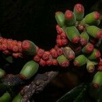 Sorocea pubivena Fruit