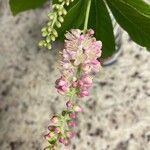 Clethra alnifolia 花