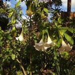 Brugmansia suaveolens (Humb. & Bonpl. ex Willd.) Bercht. & J.PreslKwiat