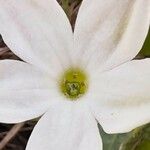 Jaborosa integrifolia Kvet