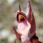 Serapias lingua Flor