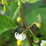 Solanum nigrum Floare