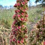 Rumex cristatus Fruit