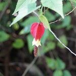 Abutilon megapotamicum Цветок