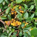 Pyracantha coccinea Fruit