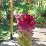 Curcuma zedoaria Flower