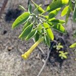 Nicotiana glauca 葉