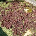 Azolla filiculoides Buveinė