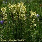 Pedicularis ascendens Habit