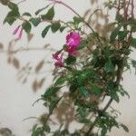 Fuchsia microphyllaFlor