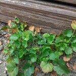 Heuchera rubescens Celota