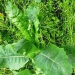 Lactuca virosa Feuille