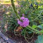 Stachytarpheta frantzii Flower