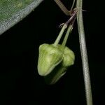 Passiflora biflora 果實