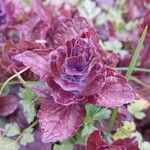 Ajuga reptans Blad