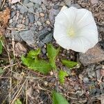 Calystegia sepium 花