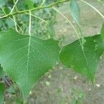 Populus deltoides Blatt