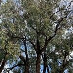 Eucalyptus sideroxylon Kůra
