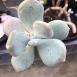 Pachyphytum bracteosum পাতা