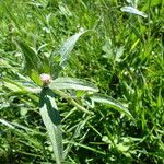 Centaurea decipiens Hábito
