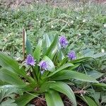 Scilla lilio-hyacinthusFleur