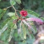 Calliandra brevipes Fruto