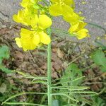 Brassica napus Blomma